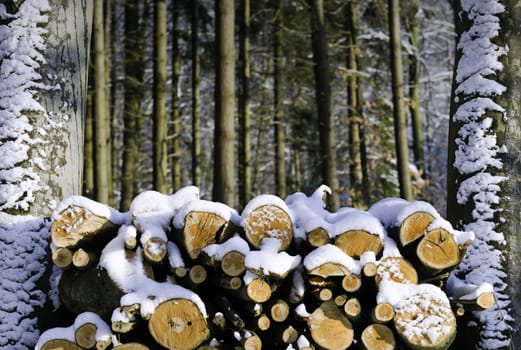 firewood stocked in the forest