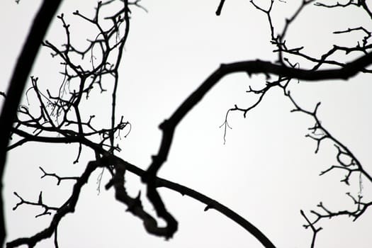 black and white branches background
