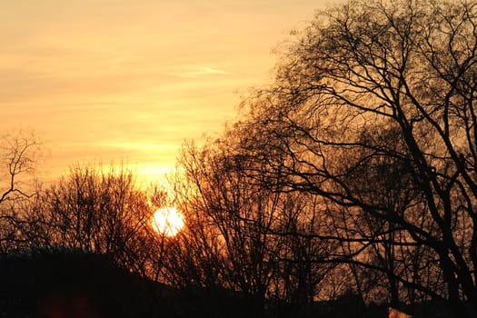 tree sundown