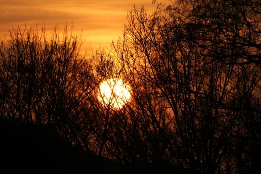 tree sundown