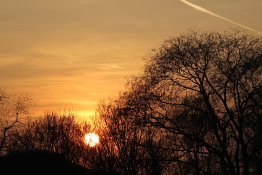 tree sundown