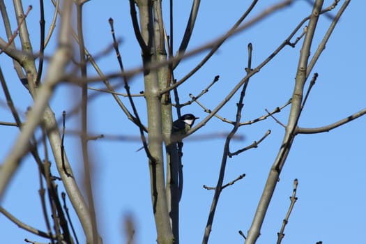 branch bird