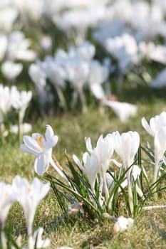 white crocus meadow