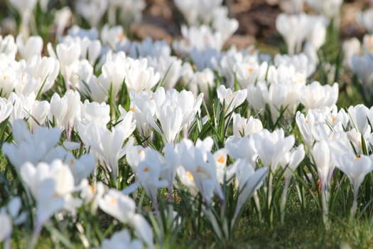 white crocus meadow