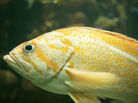 fish underwater