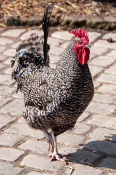 Closeup of an impressive cock rooster on flagging
