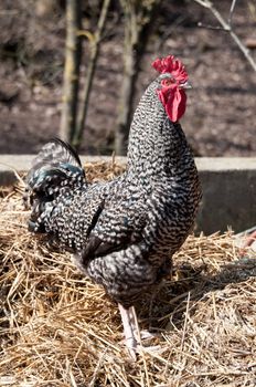 Closeup of an impressive cock rooster on hay pile