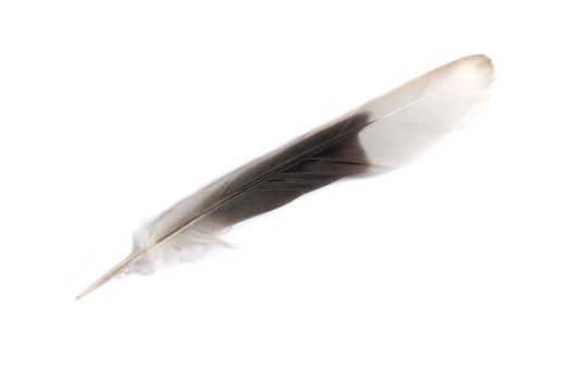 Isolated feather