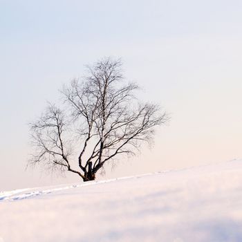 Lonely birch on the snowy slope.