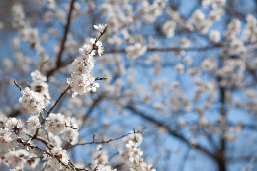 background of spring sky and flowers