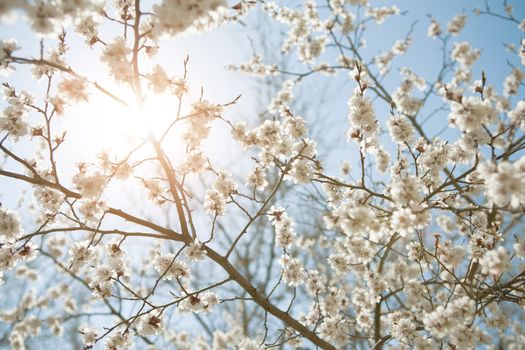 background of spring sky, sun and flowers