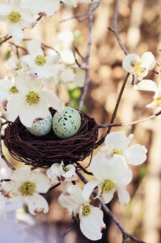 Beautiful image of two eggs in a small nest with dogwood blossoms surrounded it. Extreme shallow depth of field with some blur. Selective focus is on the eggs.
