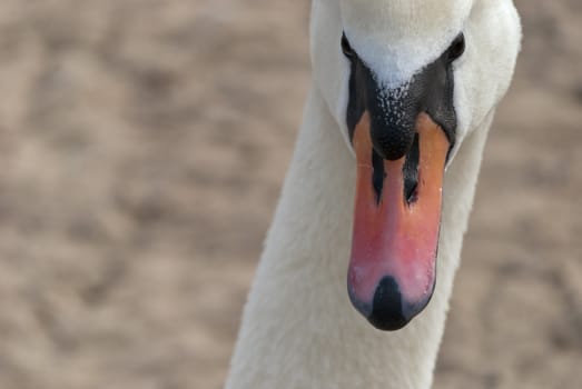 White swan on background of sandy shore