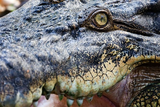 Crocodile eye close up