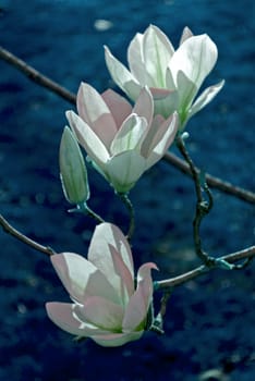 Pink magnolia on blue background