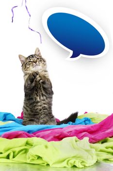 Funny and cute grey tabby kitten up on hind legs trying to catch a purple string with blue gradient bubble speech with shadow, ready for text.
