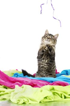 Funny and cute grey tabby kitten up on hind legs trying to catch a purple string, room for your text, perfect for cat calendar.