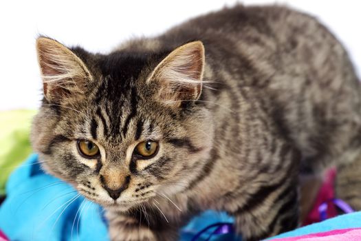 Portrait of an adorable grey tabby kitten walking over colorful fabric, perfect for cat or animal calendar.