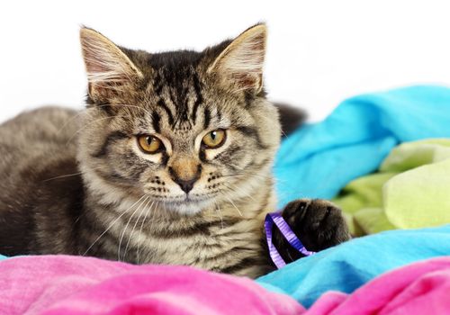Portrait of an adorable grey tabby kitten playing with purple string over colorful fabric, perfect for cat or animal calendar.