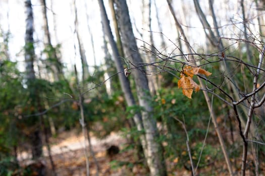 Two brown autumn leaves on bare tree in a forest 
