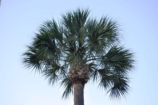 Palmetto Tree