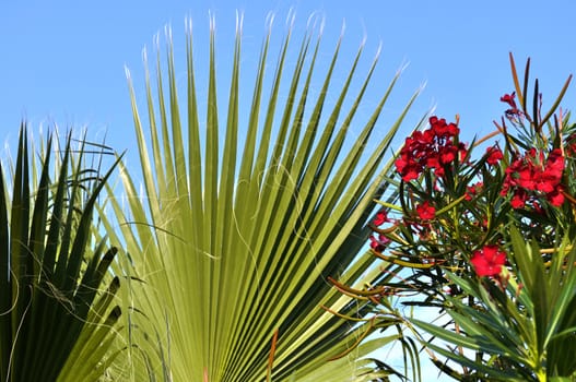 Green Fronds