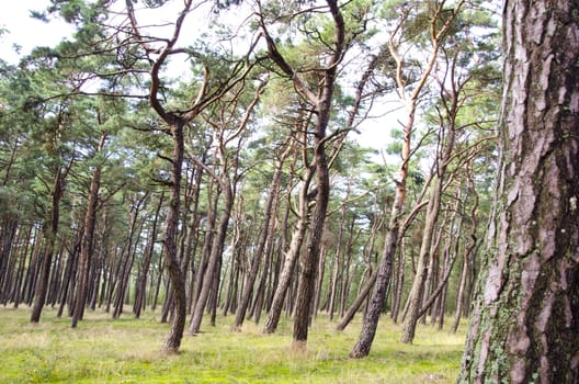 pine forest. interesting forms of tree trunks and branches. natural forest background.