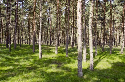 background of natural pine tree forest sunlight and shadows play. tree trunks and lush green grass.