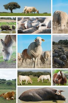 Collage about livestock with different animals.