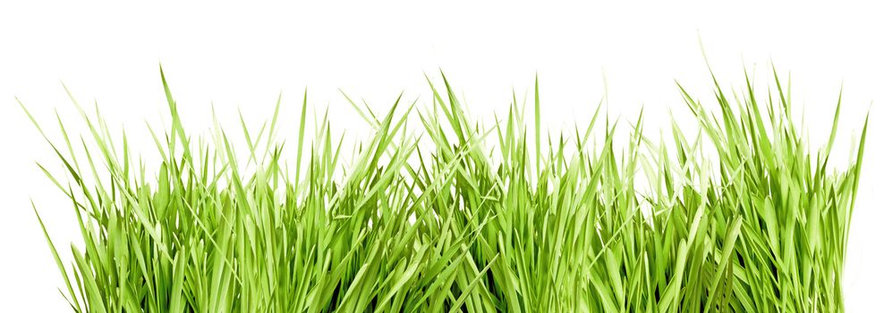 Fresh Green Grass Isolated on White Background
