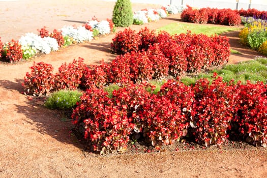 Red flowers in the garden
