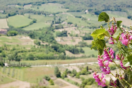 Pink flowers and an italian landscape
