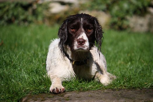 Working Type English Springer Spaniel