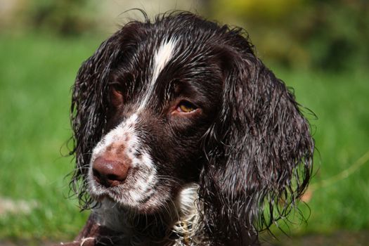 Working Type English Springer Spaniel