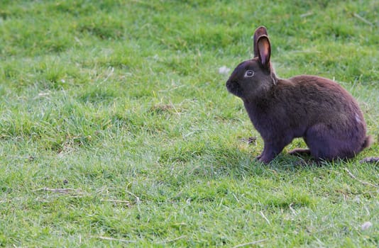 Small brown bunny or rabbit in a grass field