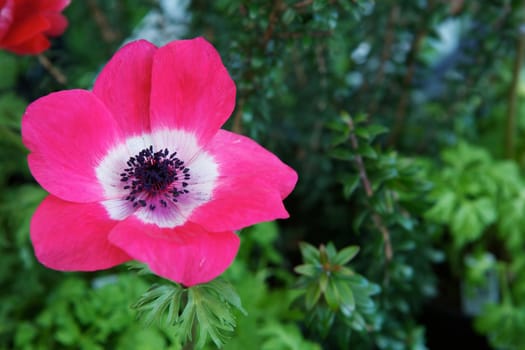 Wide open bloom of red pink poppy with soft green plant background