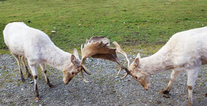 Two Arguing Fallow Deer locking horns with grass background