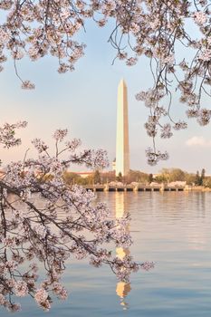 Cherry blossoms around the Tidal Basin in Washington DC framing the Washington Monument reflected in the water.