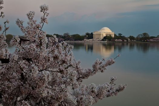 Cherry blossoms around the Tidal Basin in Washington DC framing the Jefferson Memorial