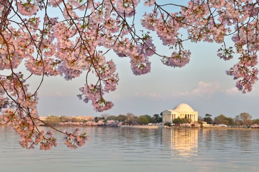 Cherry blossoms around the Tidal Basin in Washington DC framing the Jefferson Memorial