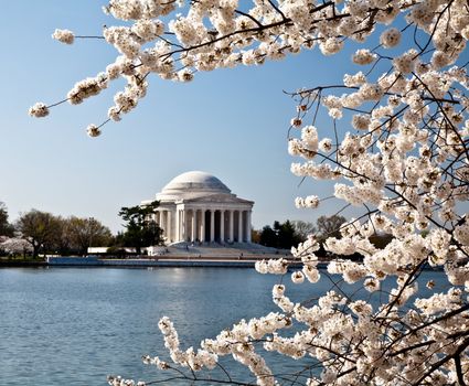 Cherry blossoms around the Tidal Basin in Washington DC with Jefferson Memorial