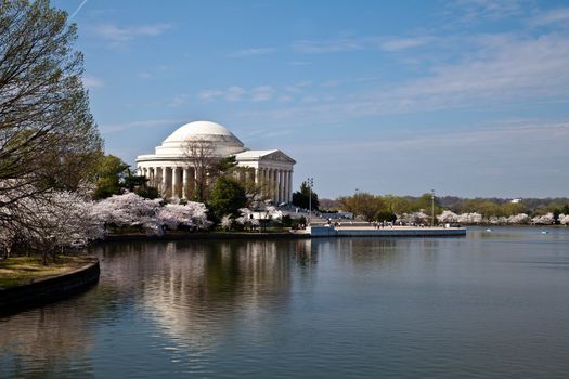 Cherry blossoms around the Tidal Basin in Washington DC with Jefferson Memorial