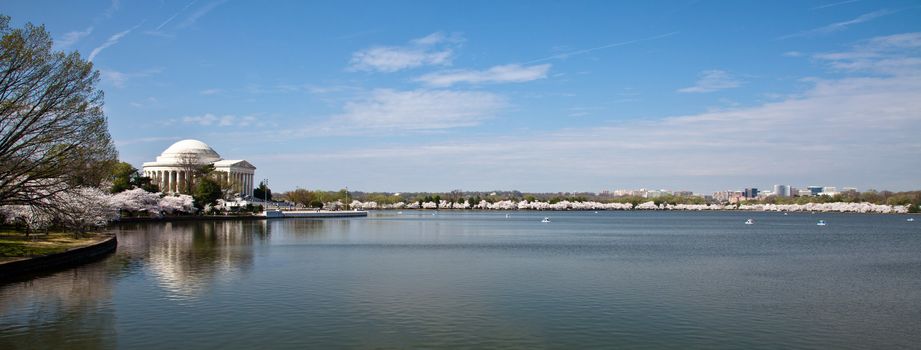 Panoramic view of cherry blossoms around the Tidal Basin in Washington DC with Jefferson Memorial