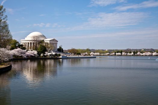 Cherry blossoms around the Tidal Basin in Washington DC with Jefferson Memorial