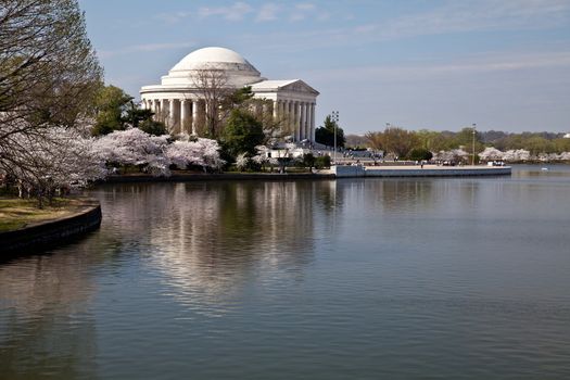 Cherry blossoms around the Tidal Basin in Washington DC with Jefferson Memorial