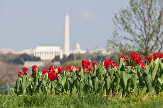 Blooming red tulips in the foreground with an out of focus view of Washington DC skyline in late afternoon on a sunny day with Lincoln Memorial, Washington Monument and the Capitol