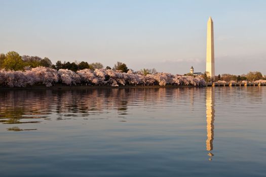 Cherry blossoms around the Tidal Basin in Washington DC with the Washington Monument reflected in the water.