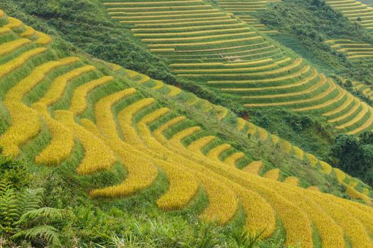 Rice terraces in the mountains in Sapa, Vietnam