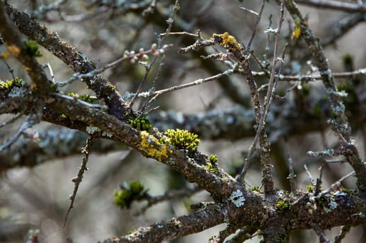 lichen and fresh buds on a dried out old branch on a sunny day