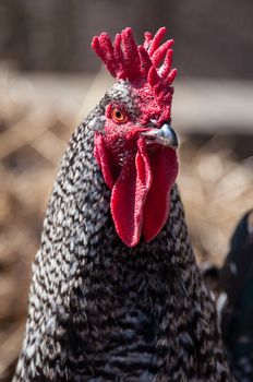 Closeup of a crowing cock rooster´s head